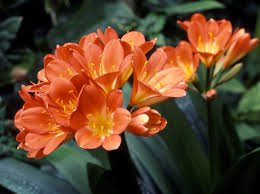 Kaffir Lily originale Clivia Semi cespuglio giglio, giglio del fuoco del fuoco di San Giovanni, 10 Semi