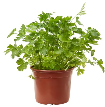 Verdecora Perejil Fresco maceta de Ø13cm | Petroselinum crispum | Planta Aromática Lista para Cortar | Ideal para Cocina y Huerto Urbano