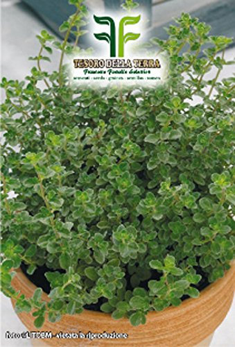 Semi Piante Maggiorana Aromatica-Officinali, 2 Buste Linea Maxi,Mondonatura Srl