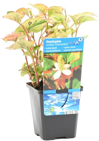 Bloomique - Houttuynia cordata ‘Chameleon’ - Doku-dami - Anémona de pantano - Plantas de estanque - Acuáticas - Resistente al frío - Altura 10-20 cm - Maceta 9 cm