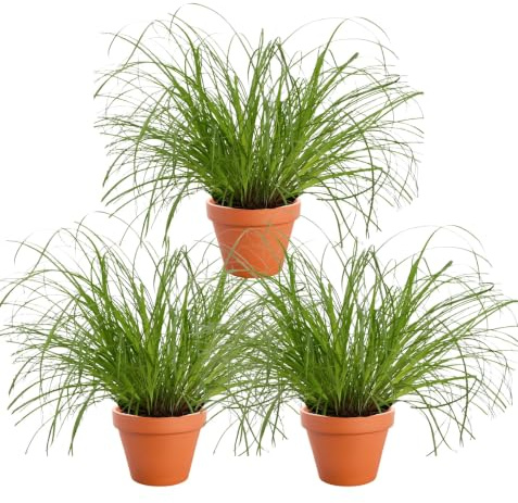 Set di 3 piante erba gatta, +/- 20 – 30 cm, vaso dal diametro 10 – 15 cm, 3x erba gatta per casa e ufficio, atossica e adatta agli animali, qualità dal professionista delle piante, spedizione rapida