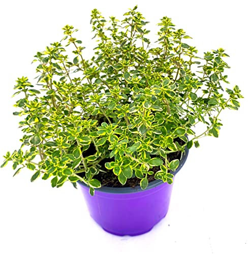 Zitronen Thymian Pflanze - Thymus citriodorus von florapartner - Frische Kräuter für Ihren Garten! 1stk.