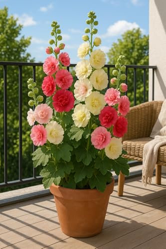 15 graines à semer - Le Grenier d'Abondance - Rose Trémière 'Summer Carnival' - Alcea rosea 'Summer Carnival'