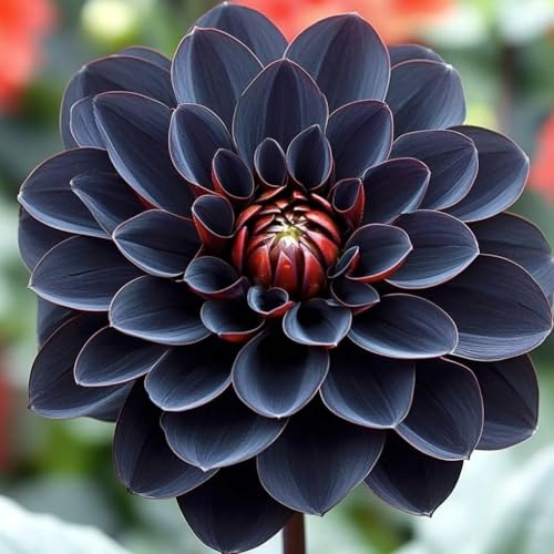 Dalia bulbi,piante Resistenti perenni,bulbi da fiore a fioritura,adatti per la semina immediata,Dalia pianta vera(non artificiali)-4 bulbi-F