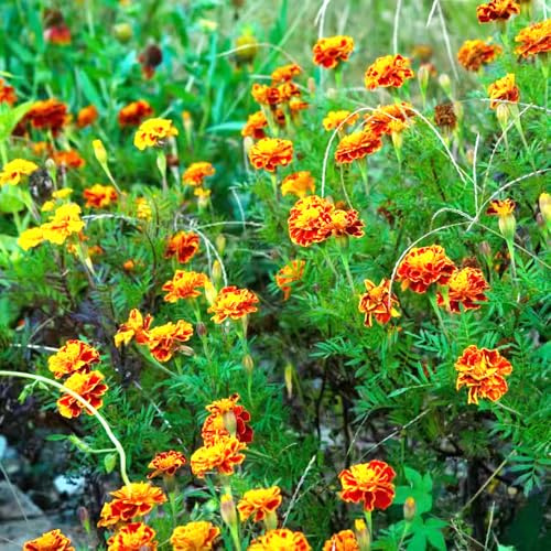 semillas Tagetes erecta perenne resistente de jardín decoración de oficina perennes resistentes en extremadamente 100pcs