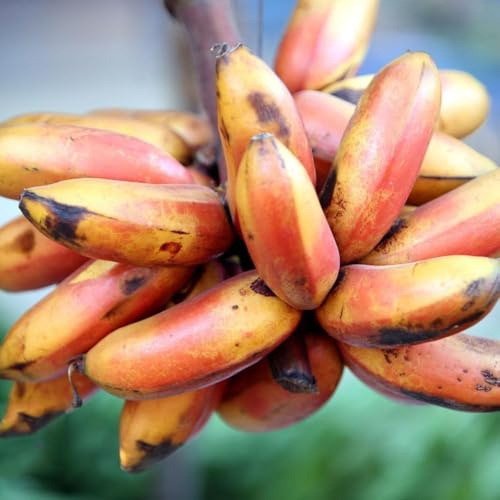 10 piezas semillas banano columnar resistente semillas de plátano de plátano resistente, casa balcón resistentes,
