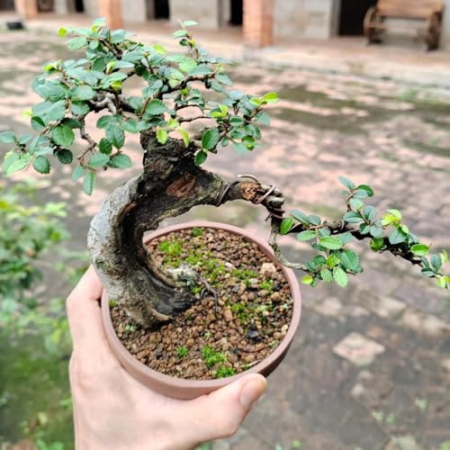 comprar semillas de olmo, crecimiento de olmo, Las de jardín son perennes resistentes, 20pcs