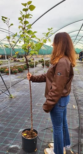 POWERS TO FLOWERS - PIANTA DI ALBICOCCA VALEGGI, VASO 20CM DIAMETRO, ALTEZZA 160CM, pianta vera