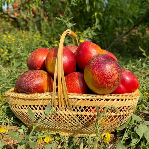 nectarina Semillas de decoración de jardín al aire libre. Comprar orgánicos jardín resistentes en macetas rocas, balcón, 3semillas