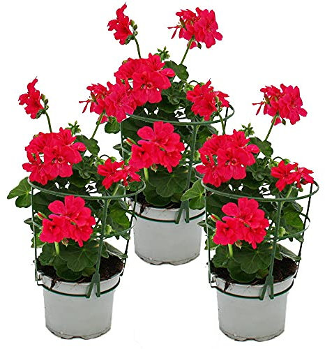 Géraniums suspendus - Pelargonium peltatum - pot 12cm - set de 3 plantes - rose