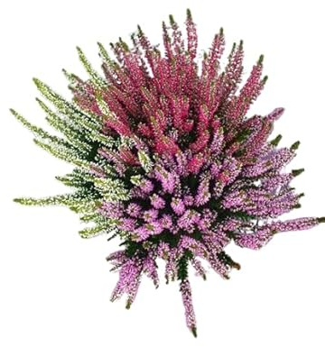 Calluna Arbustiva - Mix de Colores - Planta Natural y Resistente