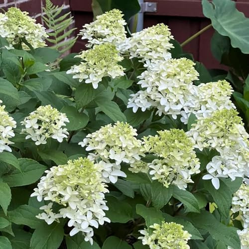 ortensia a pannocchiato decorativo Ortensia paniculata rampicanti, da giardino roccioso Decorazioni autunnali per un giardino resistente mini arbusti 100semi