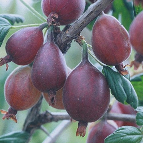 Captivator, Stachelbeere, Busch, wenig Stacheln, hohe Platzfestigkeit, ca. 30-50 cm im 3 Liter Topf