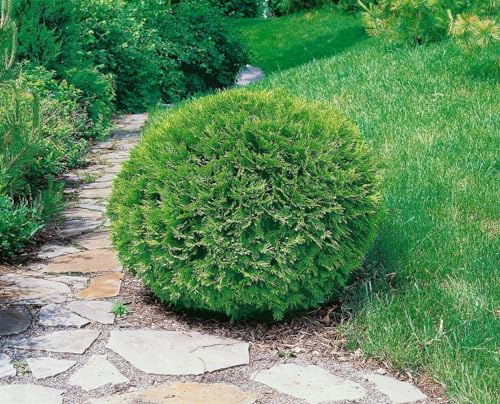 Thuja occidentalis 'Recurva Nana' 25-30 cm - Zwerg-Lebensbaum, kompakt und kugelig, ideal für Kübel und kleine Gärten, immergrün, pflegeleicht