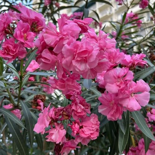 oleander samen - oleander balkon blumen deko pflanzen - Seltene pflanzen serie - wiesenblumen samen pflanzenkübel kübelpflanzen winterhart zimmerpflanze kletterpflanzen winterhart 25pcs