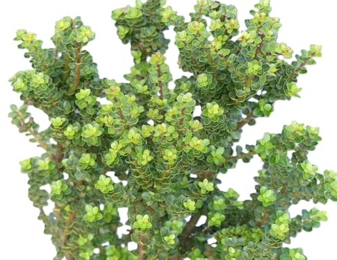 Lot de 5 houx nains Bonsaï – Ilex Crenata « Mariesii » Bergilex, 20-25 cm, à feuilles persistantes rustiques pour élevage en plein air