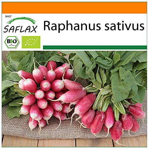 SAFLAX - Garden in the Bag - Ecológico - Rábano - Desayuno francés - 150 semillas - Con sustrato de cultivo en un sacchetto rigido fácil de manejar. - Raphanus sativus
