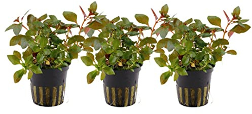 AquaOne Akvarium växt 3 stycken Ludwigia repens Rubin I vattenväxt akvarieväxt stjälkväxt helt genomrotad lätt att rengöra aquascaping dekoration