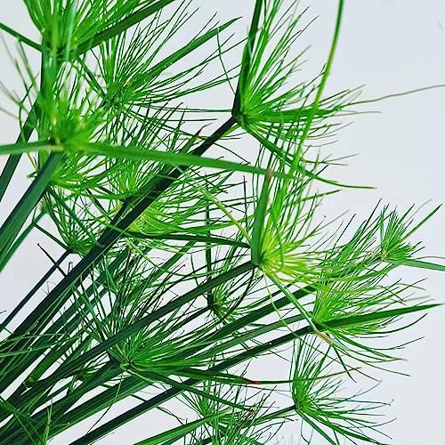 30 Samen Papyrus Pflanze Steingartenpflanzen Winterhart Cyperus papyrus Anpflanztöpfchen, Alte Sorten Saatgut Pflanzensamen, Pflanzen Samen Indoor Gräser Winterhart Mehrjährig Teichpflanzen
