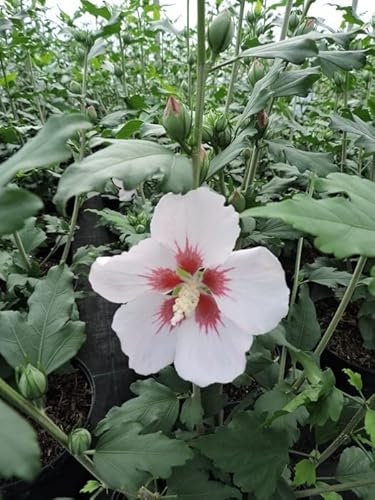 1 Stück Hibiskus, Garteneibisch Hamabo (Hibiscus syriacus) Containerware 40-60 cm