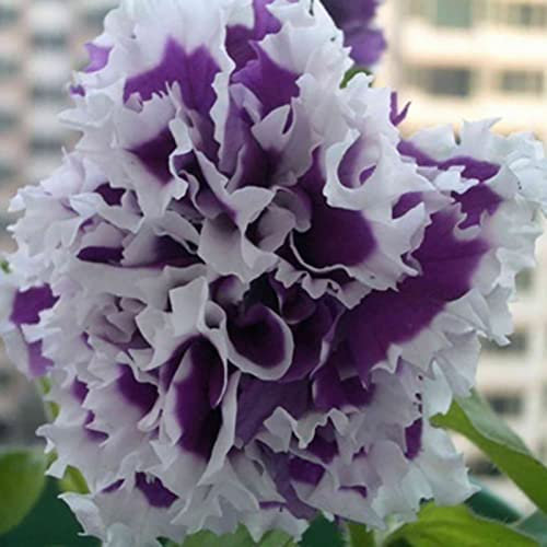 Haloppe 20 Stück Petunia Hybrida Blumen Pflanzensamen für die Bepflanzung des Hausgartens, Petunia Hybrida Samen Kletterblumensamen für den Garten Weiß lila