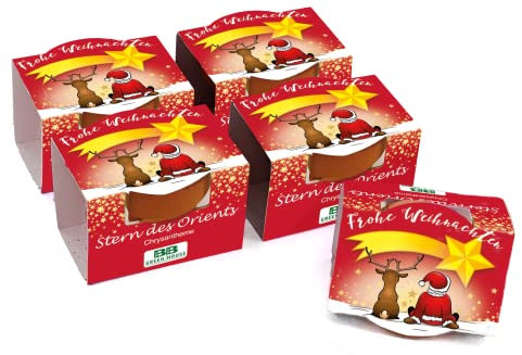 Bull & Bear 5er Set Mini Pflanzset 'Frohe Weihnachten' mit Samen für Stern des Orients im Topf 4,5cm, Chrysantheme Anzuchtset mit Pflegeanleitung