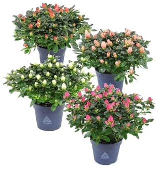 Azalea Natural - 4 Unidades -Plantas para el Exterior del Hogar