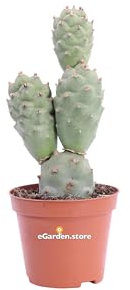 Pianta di Tephrocactus Articulatus Cactus Spina di Carta pianta grassa vera pianta ornamentale da arredo interno o da esterno venduta da eGarden.store