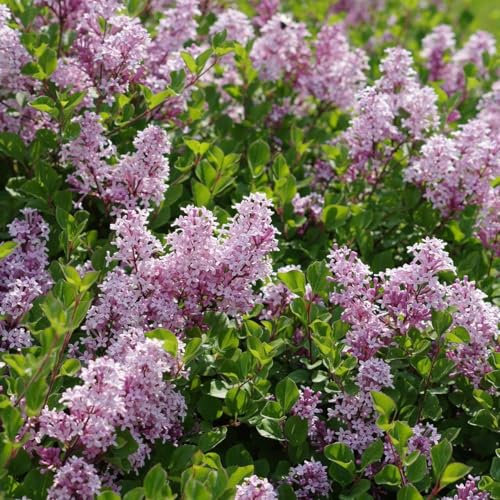 Lilas Palibin 2L - Peut être coupé en forme de haie ou de boule