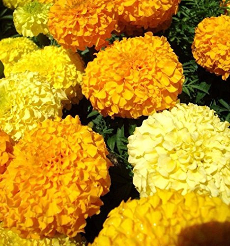 Marigold africaine Crackerjack mélanger 250 graines Tagetes erectaGarden Border CombSH