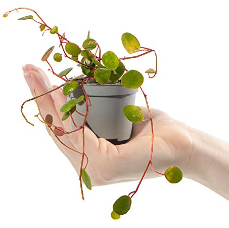Baby String of Coins - Peperomia Pepperspot Small Houseplant Potted Baby Plant Gift for Indoor Home Office Kitchen Living Room