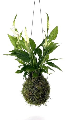 Planta KOKEDAMA Spathiphyllum - DECOALIVE Planta Viva con Musgo Natural