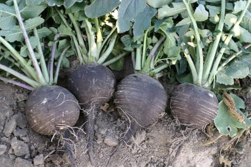 200 Graine Semence - RADIS NOIR - Rond intérieur Blanc - géant - Légume résistant - 208