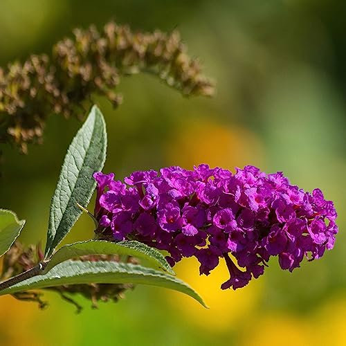 350 pcs Schmetterlingsflieder Samen (Buddleja) Garden, Balkon Pflanze Sommerflieder Winterhart Wildblumenwiese Saatgut Mehrjährig, Seed Balkongewächshäuser, Frühlingsblumen Geschenk