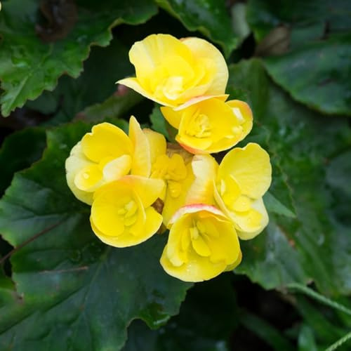 begonie tagliate di primavera semi selvatici, semina autunno serrature balcone estate giardino interno arbusto farfalle semi 100pcs