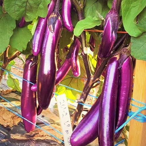 TomorrowSeeds - Purple Shine Chinese Eggplant Seeds - 200+ Count & 1000+ Long Purple Eggplant - for 2026 Planting Long Asian Aubergine Japanese Eggplants Brinjal Melongene Melanzana Vegetable