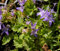 Stern-Polster-Glockenblume - Campanula garganica Stückzahl Rabatt 3er-Paket