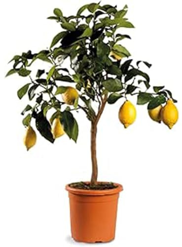 Limone 1 Pianta in Vaso – 1 Pianta di Citrus Limone | Facile da Coltivare su Balcone o Giardino | Agrume Rifiorente con Frutti Profumati e Guida Incluse