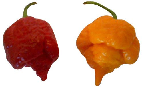 Los 4 chiles más afilados del mundo * * * Moruga Amarillo + Moruga Rojo + Reaper Rojo + Reaper Amarillo * * *