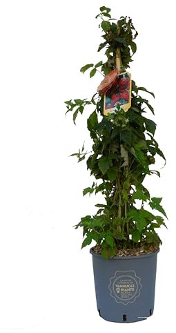 Vannucci Piante - Lampone (Rubus idaeus) Pianta vera, Pianta da terrazzo, Pianta da frutto (Frutto Rosso)
