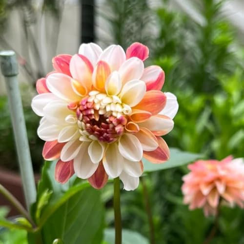 5 pcs Dahlien Knollen Winterhart Geschenke Garten Winterharte Pflanzen Dahlien Zwiebeln, winterharte balkonpflanzen frühblüher zwiebeln Blumenwiesenbiene Geschenke Exotisch blumen