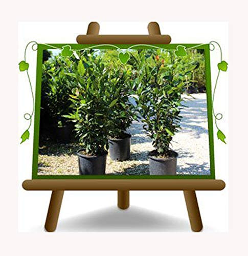 EURO PLANTS VIVAI Lauro Nobilis – Alloro - Pianta da Siepe - su Vaso da 18 cm. - *Altezza 90~110 cm.