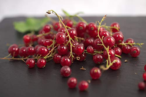 Groseillier à grappes rubrum Junifer