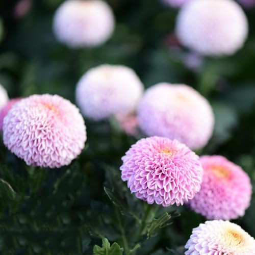 2 pezzi bulbi di dalia - bulbi di tempranas giardino decorazione del balcone, giardino resistenti, bonsai interni