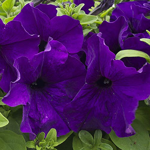 250 Petunia Nana Compacta Royal Blue Seeds - Purple/Blue Flowers - 250 Seeds