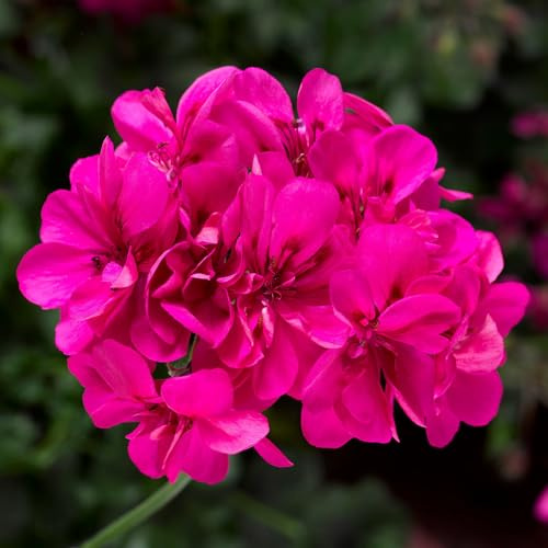 Geranie 'Ivy League™ Deep Pink', pink, hängend, Topf-Ø 13 cm, 6 Pflanzen
