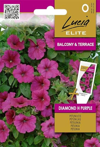 Lucia Elite | Pétunias (Surfinias) Diamond H Graines violettes | Graines de fleurs | Graines de pétunia | Plante annuelle, suspendue et à fleurs luxuriantes | 1 paquet