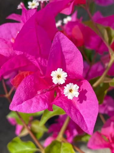 Pianta di Bougainvillea, vaso 16 Cm - Arbusto rampicante