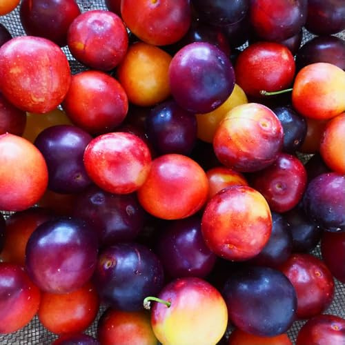 Plum Duo Family Tree – Grafted ‘Victoria’ & ‘Reine Claude d'Althan’ Plums on One Tree, Hardy, Dual Cropping, Container Friendly, Prunus domestica, 2X 5 Litre Pots by Thompson and Morgan