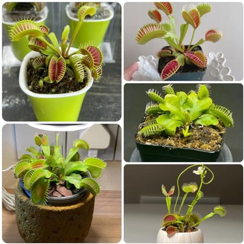 semi di trappole per mosche, mosche carnivore resistenti all'esterno, Venere acchiappamosche, rare, decorazione del soggiorno per luoghi soleggiati 100pcs